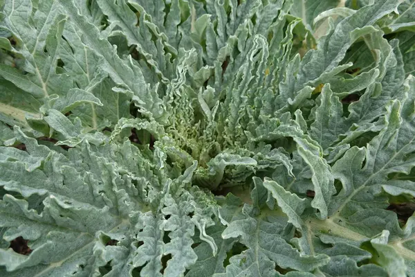 stock image Cultivation of the artichoke in the ecological family urban garden. Artichoke fruit in the field