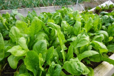 Ekolojik aile bahçesinde ıspanak yetiştirmek hasat etmeye hazır. Yükseltilmiş yataklar arasında.