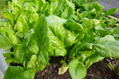 Ekolojik aile bahçesinde ıspanak yetiştirmek hasat etmeye hazır. Yükseltilmiş yataklar arasında.