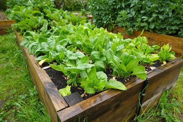 在生态家庭城市花园种植菠菜 准备收割 生长在凸起的床上 — 图库照片