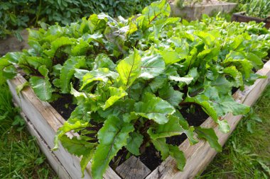 Bahçede pancar yetiştirmek pancar ekmek ve hasat etmek, pancar toplamak.