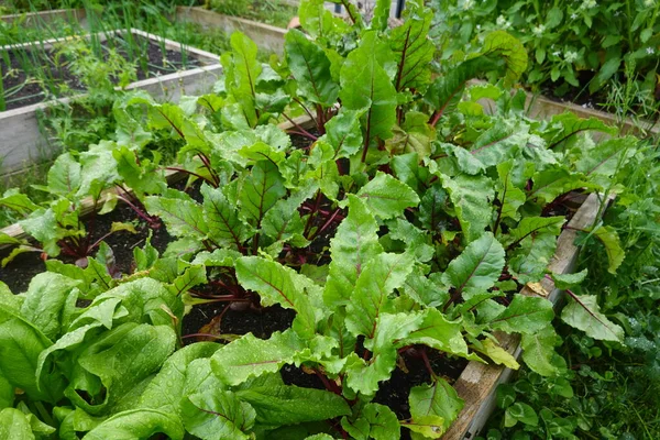 在花园里种植甜菜如何种植和收获甜菜 收获甜菜 — 图库照片