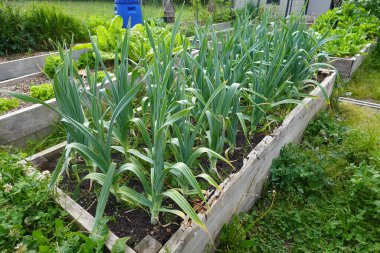 Organik aile bahçesinde fil sarımsağı yetiştirmek. Ürün gelişimi, sarımsak çiçeği