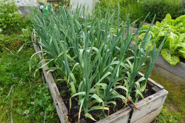 Organik aile bahçesinde fil sarımsağı yetiştirmek. Ürün gelişimi, sarımsak çiçeği