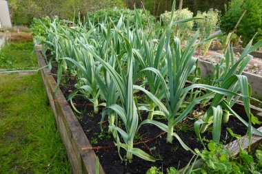Organik aile bahçesinde fil sarımsağı yetiştirmek. Ürün gelişimi, sarımsak çiçeği