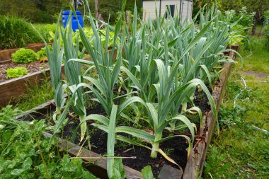 Cultivation of elephant garlic in the organic family garden. crop development, garlic flower clipart