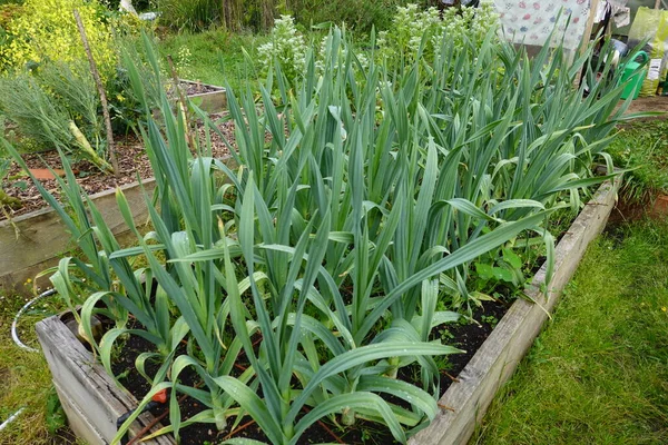 stock image Cultivation of elephant garlic in the organic family garden. crop development, garlic flower