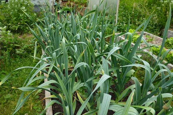 在有机家庭园中栽培象大蒜 作物发育 大蒜花 — 图库照片