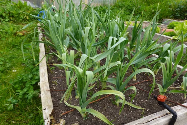 在有机家庭园中栽培象大蒜 作物发育 大蒜花 — 图库照片
