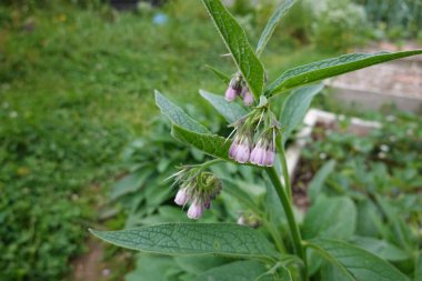 Rus kozalaklı bitkiler ve Rus papatya çiçekleri şehir bahçesinde veya bahçede yetişiyor.