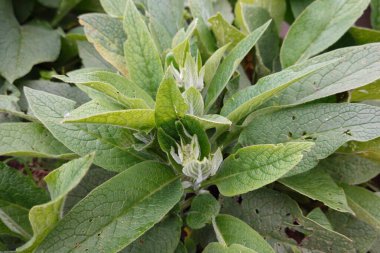 Rus kozalaklı bitkiler ve Rus papatya çiçekleri şehir bahçesinde veya bahçede yetişiyor.