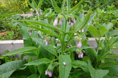 Rus kozalaklı bitkiler ve Rus papatya çiçekleri şehir bahçesinde veya bahçede yetişiyor.