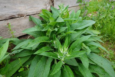Rus kozalaklı bitkiler ve Rus papatya çiçekleri şehir bahçesinde veya bahçede yetişiyor.