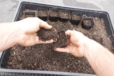 Tohum yatağını bahar bahçesi bitkileri için hazırlıyorum.