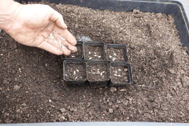 Tohum yatağını bahar bahçesi bitkileri için hazırlıyorum.