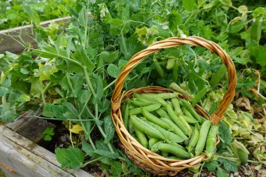 Bahçedeki ahşap arka planda taze bezelye filizleri.