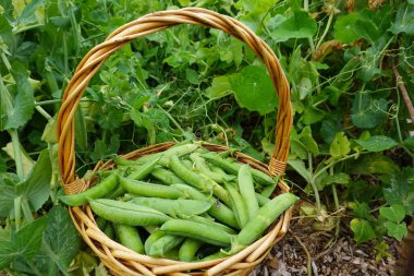 Bahçenin arka planında sepette yeşil bezelyeler