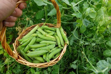 Fasulye kabuklarıyla sepette taze bezelyeler