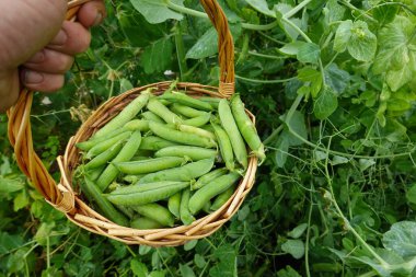 Sepette yeşil bezelyeler
