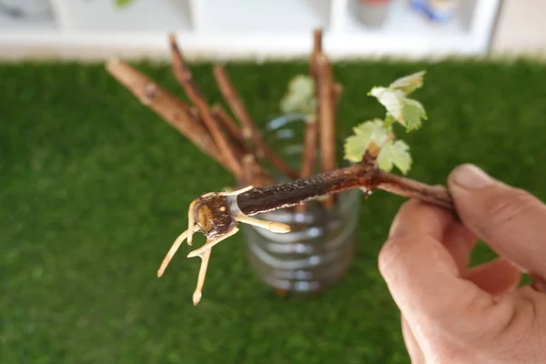 Vine cutting with root, reproduce by cutting plants at home