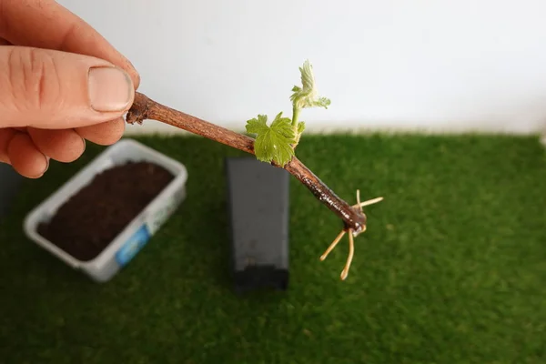 Vine cutting with root, reproduce by cutting plants at home