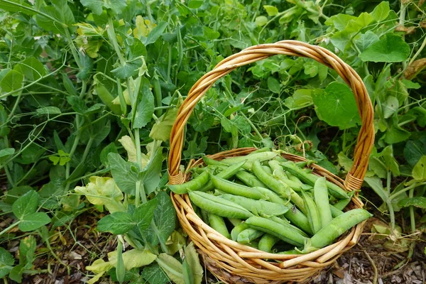 stock image green peas in a basket on the background of the garden