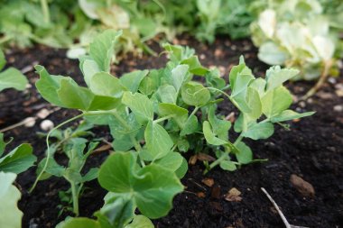 Sebze bahçesinde bezelye yetiştirme, toprakta bezelye yetiştirme.