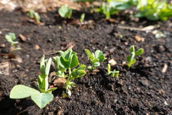 Pea Cultivation Vegetable Garden Peas Growing Soil — Stock Photo, Image