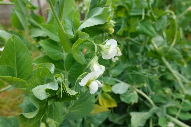 Bahçede bezelye ekimi, bitkide bezelye çiçeği