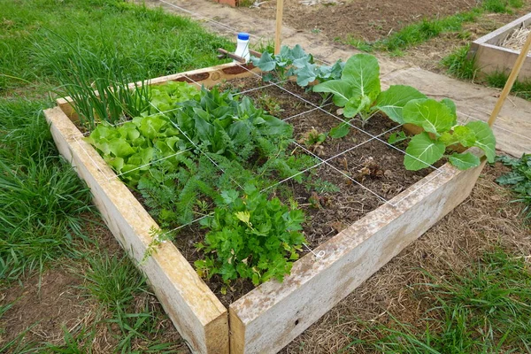 square foot gardening. Vegetable Garden