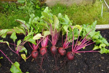 Organik bahçede pancar yetiştiriciliği. Arka bahçede pancar hasat et. Hasat.