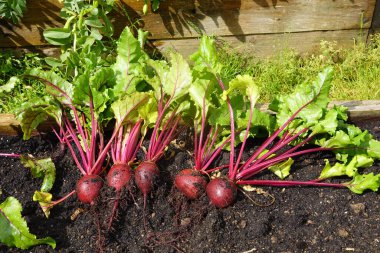 Organik bahçede pancar yetiştiriciliği. Arka bahçede pancar hasat et. Hasat.