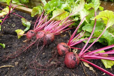 Organik bahçede pancar yetiştiriciliği. Arka bahçede pancar hasat et. Hasat.