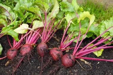 Organik bahçede pancar yetiştiriciliği. Arka bahçede pancar hasat et. Hasat.
