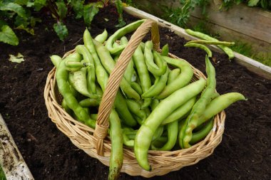 Geniş fasulye hasadı. Organik bahçede fasulye yetiştiriyorum.