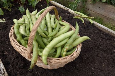 Geniş fasulye hasadı. Organik bahçede fasulye yetiştiriyorum.
