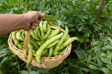 Geniş fasulye hasadı. Organik bahçede fasulye yetiştiriyorum.