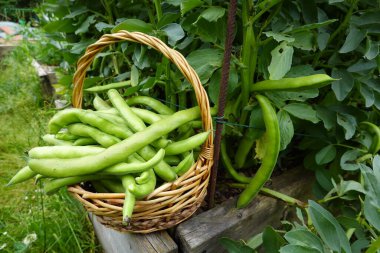 Geniş fasulye hasadı. Organik bahçede fasulye yetiştiriyorum.