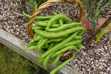 Geniş fasulye hasadı. Organik bahçede fasulye yetiştiriyorum.