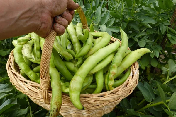 Geniş fasulye hasadı. Organik bahçede fasulye yetiştiriyorum.