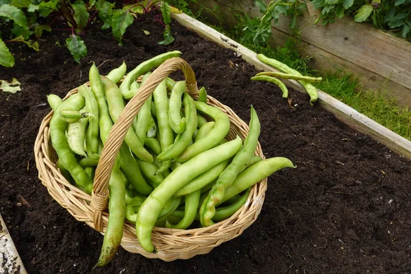 Geniş fasulye hasadı. Organik bahçede fasulye yetiştiriyorum.