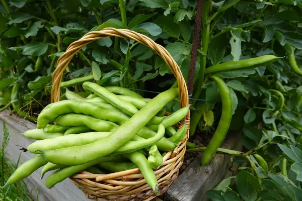 Geniş fasulye hasadı. Organik bahçede fasulye yetiştiriyorum.