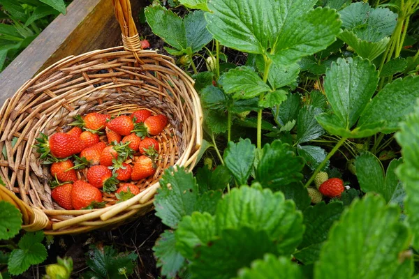 Strawberry Harvest Cultivation Strawberries Organic Garden — Stock Photo, Image