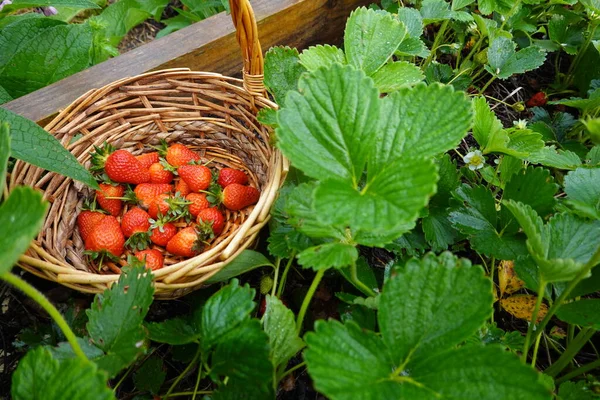 Strawberry Harvest Cultivation Strawberries Organic Garden — Stock Photo, Image