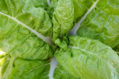 Pazı yetiştirme. Organik bahçede büyüyen bir bulut. chard yaprakları