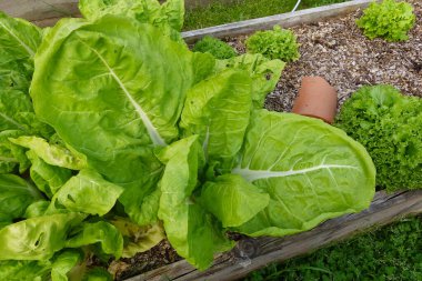 Pazı yetiştirme. Organik bahçede büyüyen bir bulut. chard yaprakları