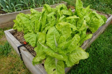 Pazı yetiştirme. Organik bahçede büyüyen bir bulut. chard yaprakları