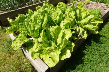 Pazı yetiştirme. Organik bahçede büyüyen bir bulut. chard yaprakları