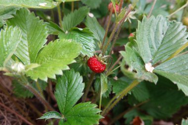 Çilek ekimi, meyve, çiçek ve çilek ormanı. yabani çilek