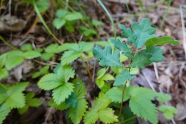 Çilek ekimi, meyve, çiçek ve çilek ormanı. yabani çilek